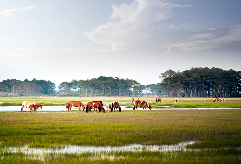 BMW | Horses